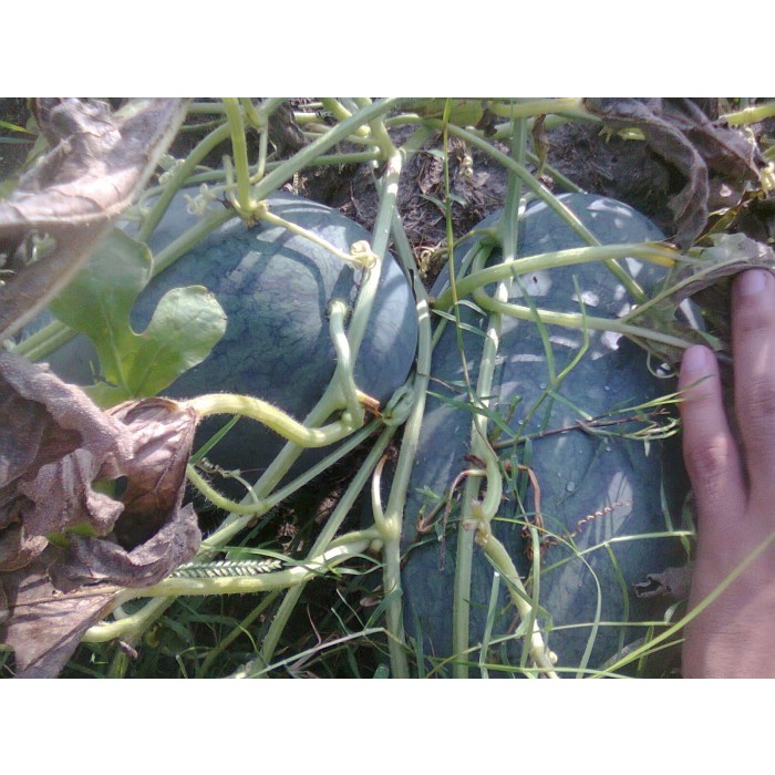 JTTOP" BENIH-BIBIT SEMANGKA INUL MARDY F1 (BINTANG ASIA)