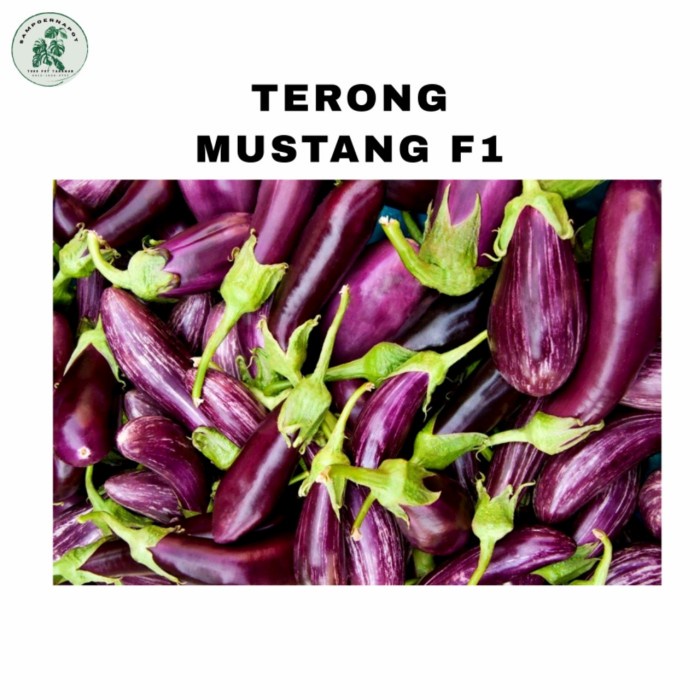 JTTOP" BENIH BIBIT TERONG UNGU MUSTANG F1 CAP PANAH MERAH - TERONG MUSTANG F1