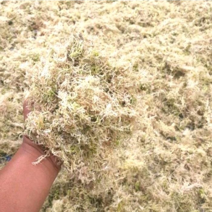 JTTOP" SPAGNUM MOSS PUTIH LOKAL, MEDIA TANAM MURAH 100 GRAM