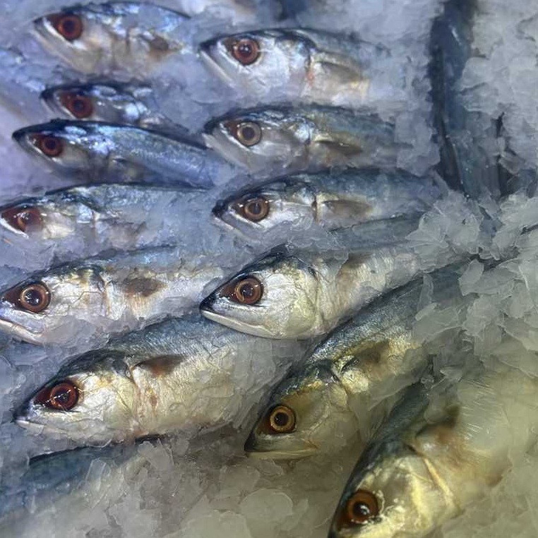 

Ikan Kembung Banjar Segar 1Kg isi 6-8ekor