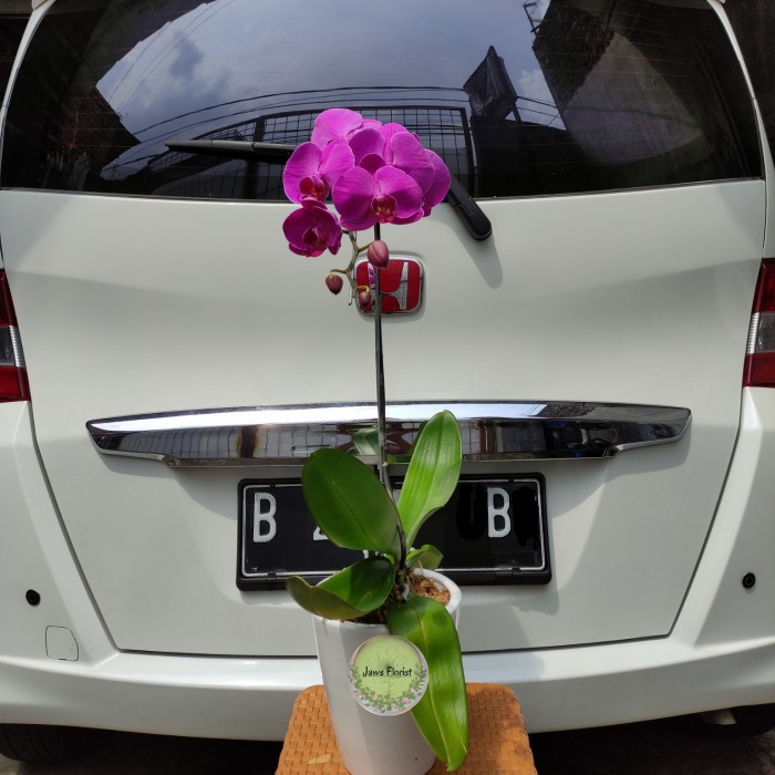 BUNGA ANGGREK BULAN (1 TANGKAI & POT)