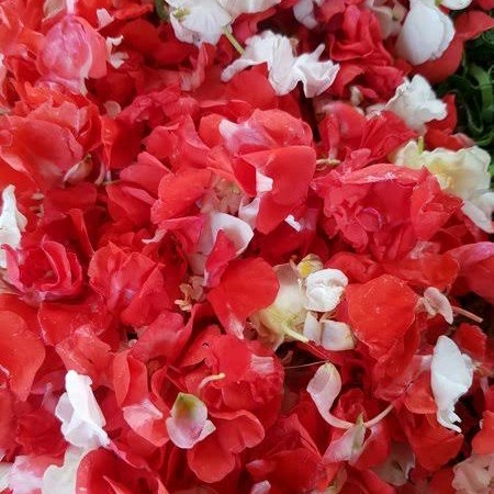 BUNGA PIHONG TABUR MAKAM ZIARAH KUBUR