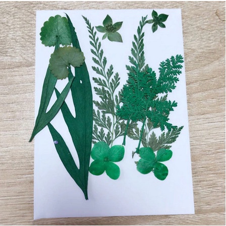 PRESSED DRIED FLOWER - BUNGA KERING PRESS #05