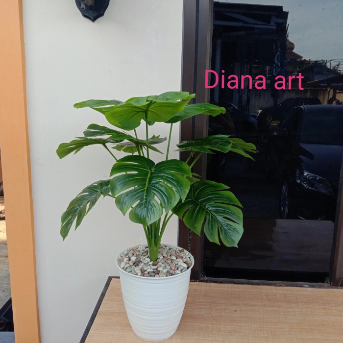 *TOP* MONSTERA LATEX#DAUN MONSTERA LATEX#POHON MONSTERA#DAUN KELADI PALSU#