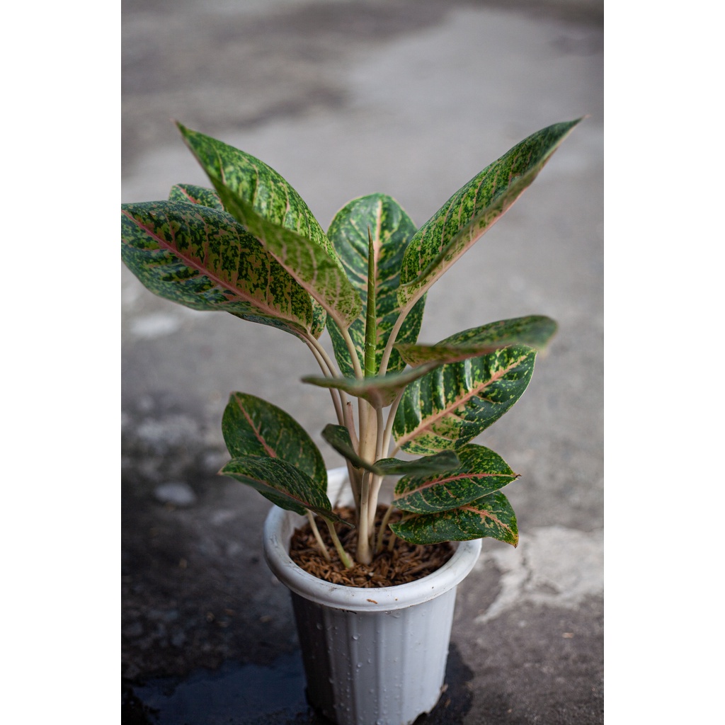 Baru Pupuk Osmocote Decastar Slow Release Super 23-10-10 Pupuk Tanaman Hias Aglonema Anggrek Bonsai