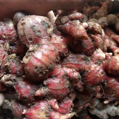 

Jahe Merah Medan / ukuran besar