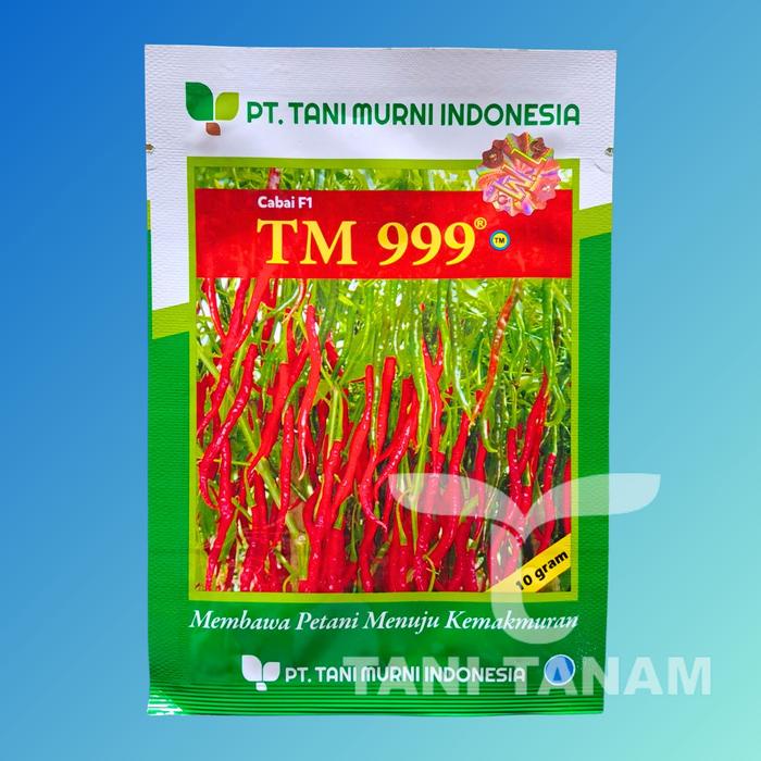 CABAI KERITING TM 999 F1 TANI MURNI INDONESIA // CABE TM 999
