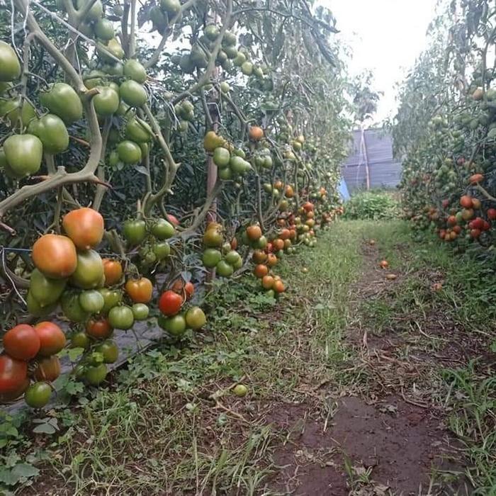 MTM ADIRA F1 BENIH TOMAT HL BIBIT TOMAT 10 GRAM