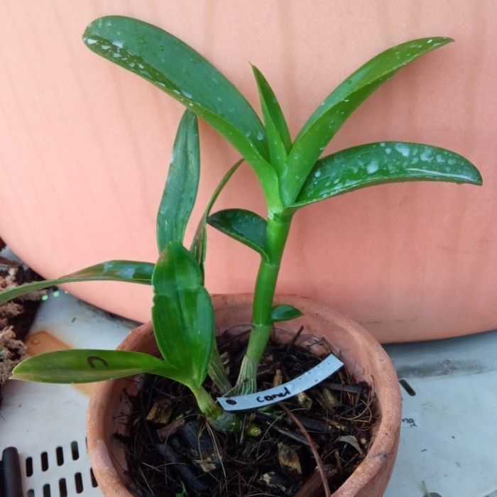 anggrek dendrobium chanel harum