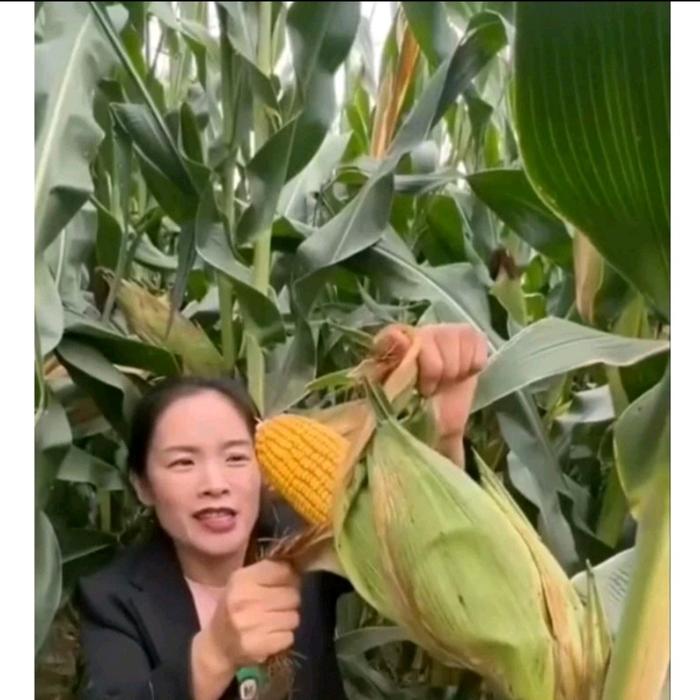 1/2 Kg Kemasan Premium Biji Benih Jagung Jepang Raksasa Hibrida Impor #Gratisongkir