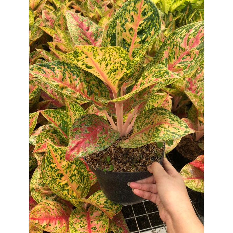 {{ Aglaonema Mahasety Jumbo Lokal Ready}}