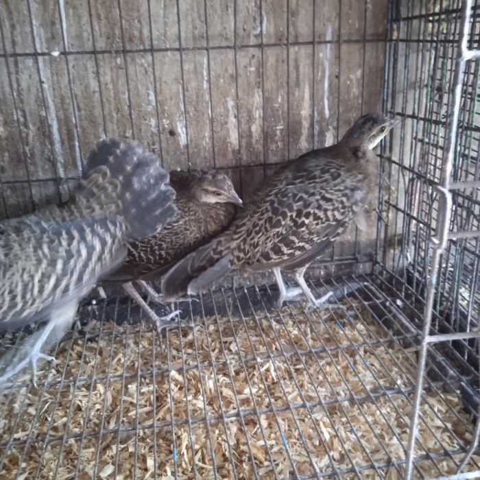 ayam hutan hijau betina cocok buat avviary