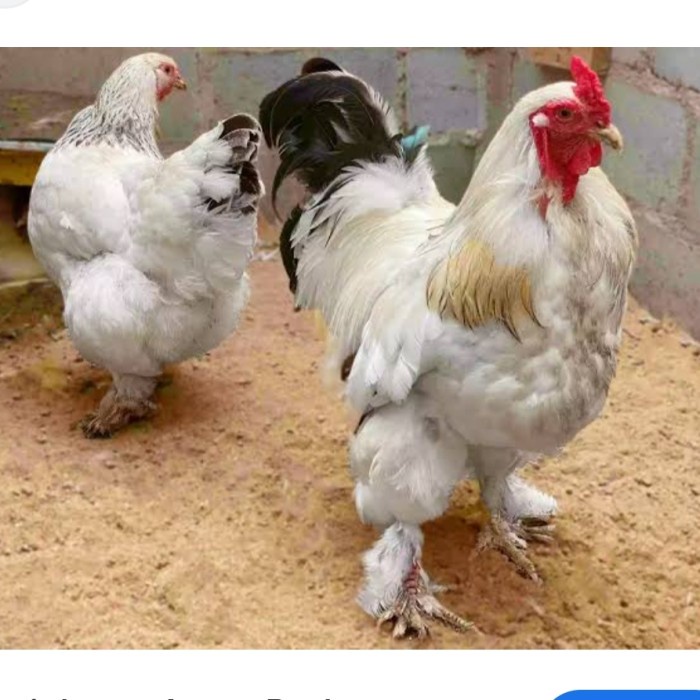 Ayam brahma sepasang bagus