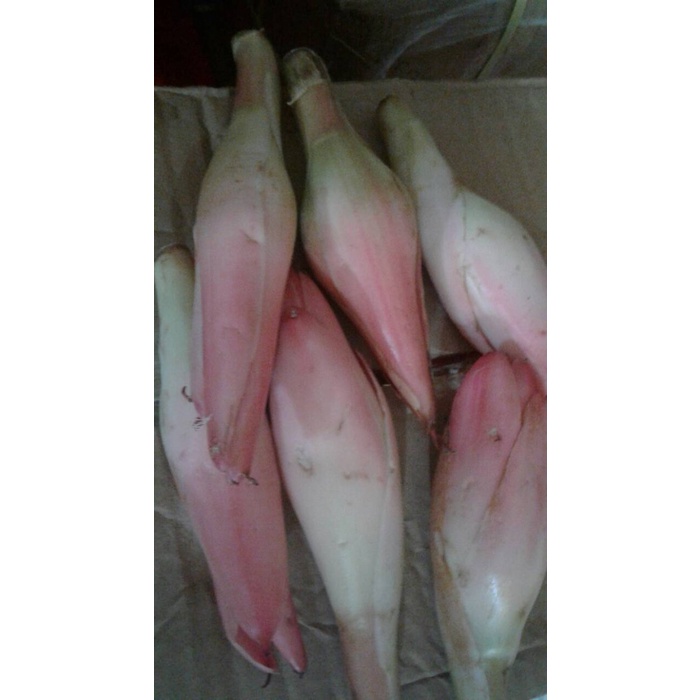 

Kincung /Kecombrang 500 gr