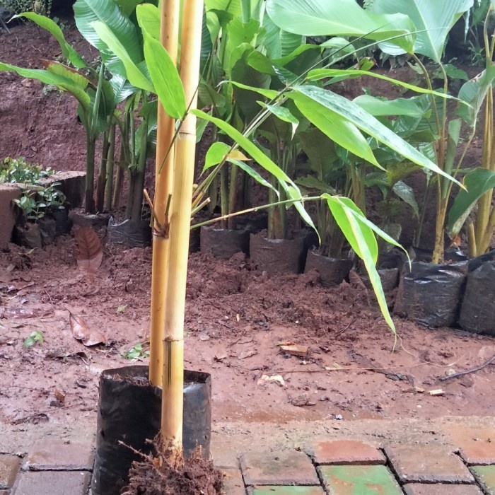 (BestSeller) tanaman hias bambu kuning panda/bambu kuning Bali.tinggi 80 cm.
