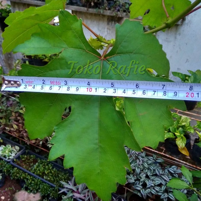 (BestSeller) Entres Anggur Import Transfigurasi Trans, Mata Tunas. Hrg per 1 Matun