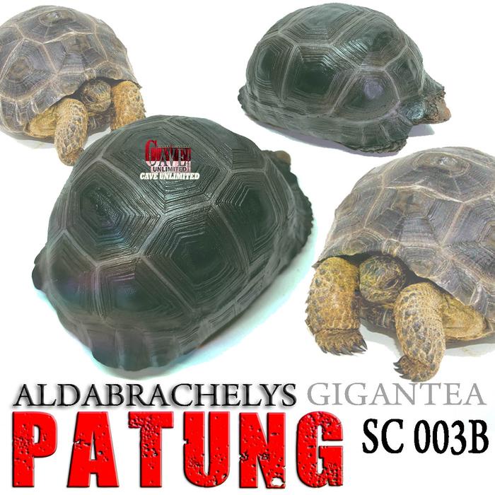 SC003B REPLIKA PATUNG MINIATUR KURA ALDABRA GIGANTEA KURAKURA DARAT TORTO TORTOISE PERLENGKAPAN