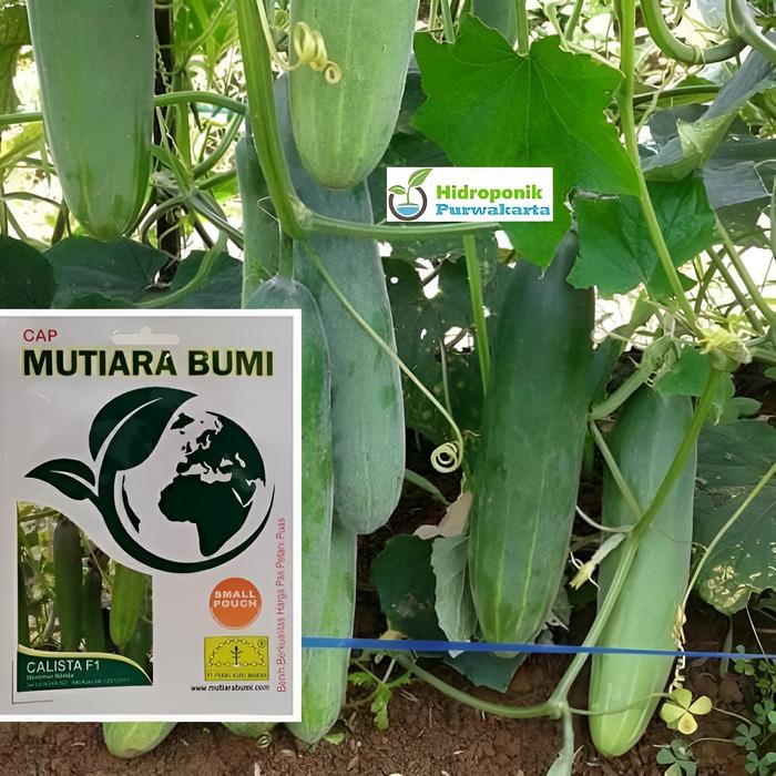 Benih Timun Mentimun Ketimun Calista F1 Cap Mutiara Bumi Buah Hijau Tua Isi 200 Butir