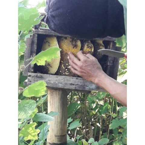 

Sale Terbatas Madu Kaliandra Khafi Kemasan 1Kg Aman