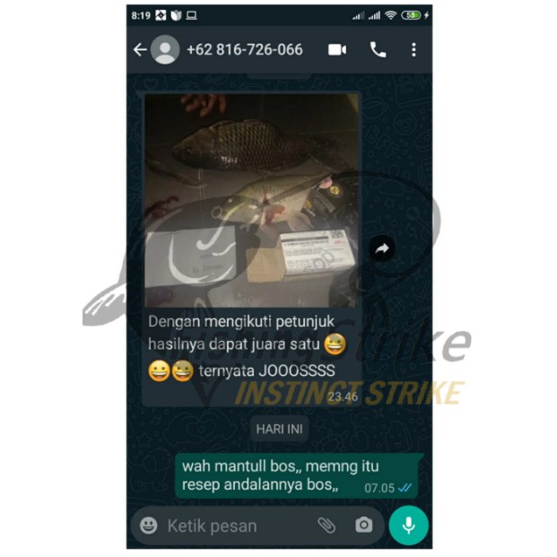 Instinct Strike - Essen Spesial Untuk Ikan Mas Harian Lomba Galatama Kilogebrus