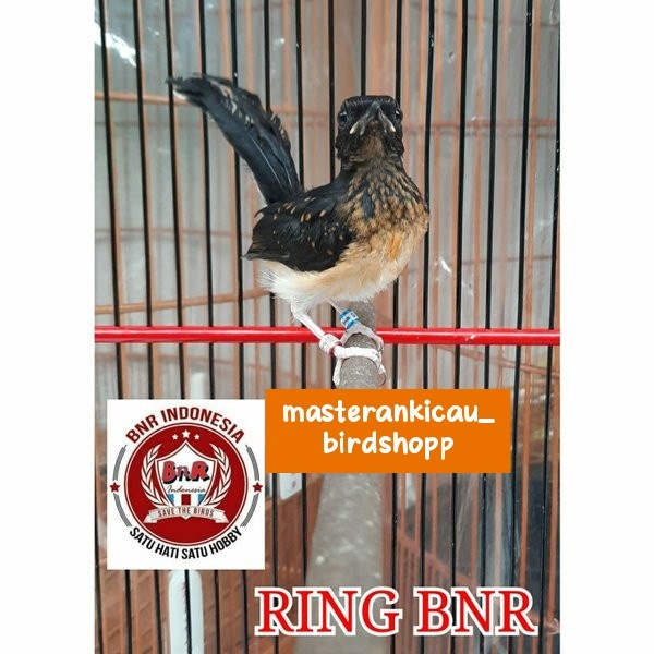 burung murai trotol Medan sertifikat BNR super jamin jantan tulen