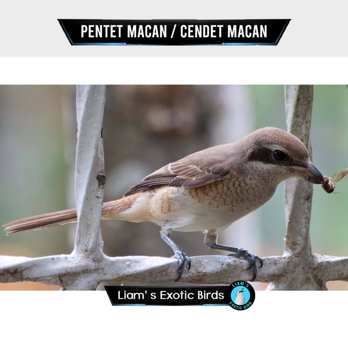 Burung Pentet Macan Cendet Macan Pilihan