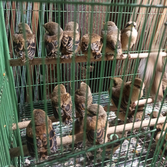 Burung anakan lolohan pentet jatim madura