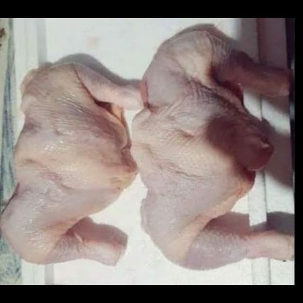 

(TopSeller) paha ayam fresh 1 kg