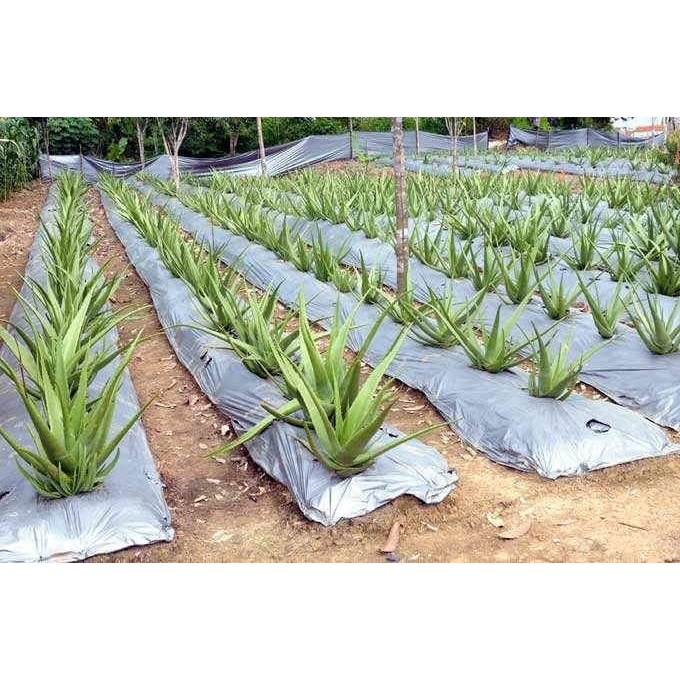 [TopSeller] PLASTIK MULSA ( ECERAN ) HITAM PERAK