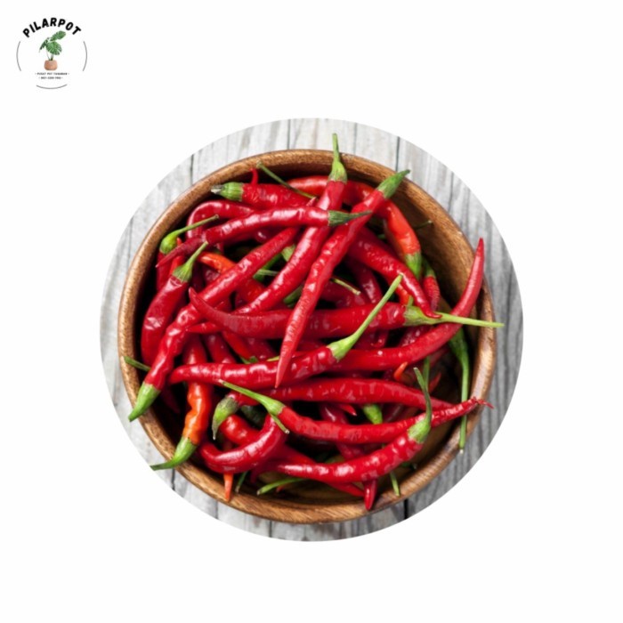 [TopSeller] benih bibit cabe keriting PM 999 F1 cap panah merah - CABAI PM 999 F1