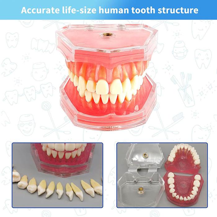 

Dental Teaching Model Model Gigi Patung Ortodontik Phantom Gigi Model Study Gigi