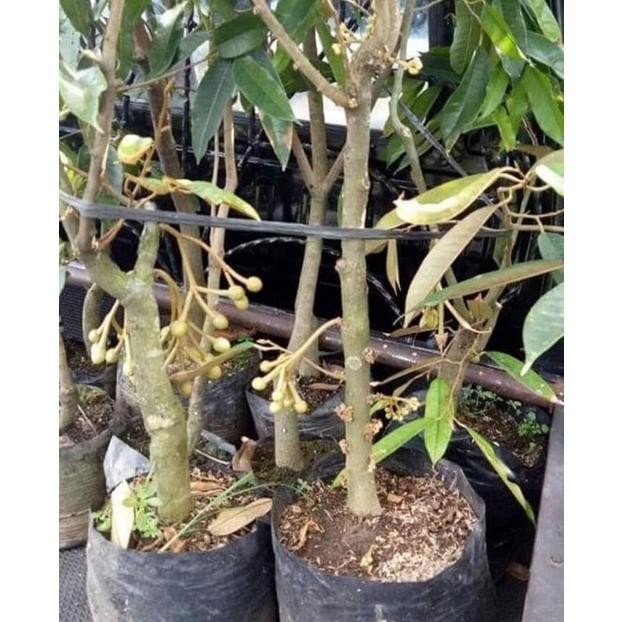 [ BIBIT POHON DURIAN SUDAH BERBUNGA MONTONG BAWOR MUSANGKING ]
