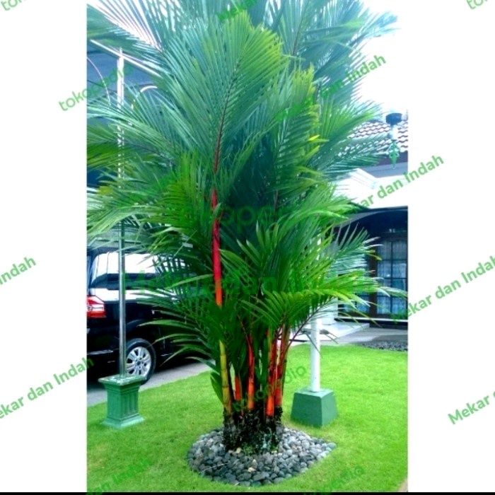 KUYY TANAMAN PALEM MERAH/ POHON PALEM MERAH SUPER COD