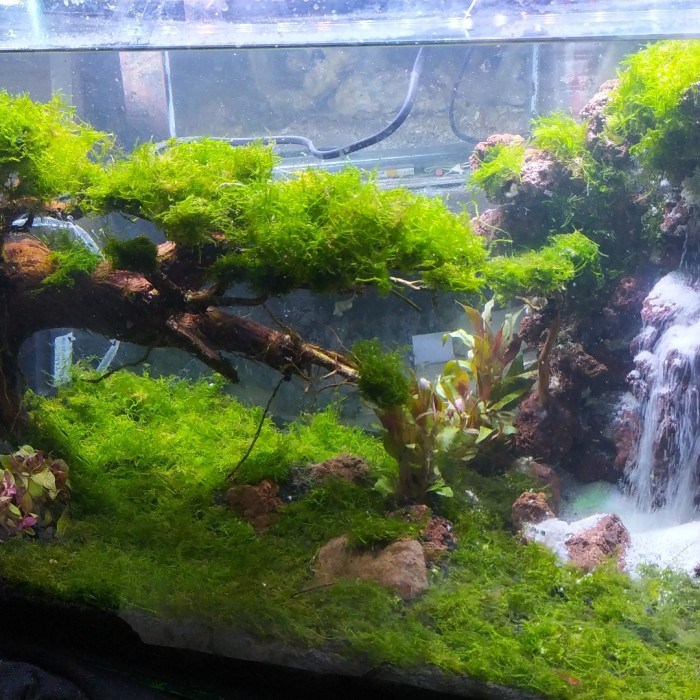Kikoku Pet Shop - Aquarium aquascape waterfall fullset murah 60cm/aquascape fullset