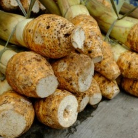 Talas Bogor Segar Mentah 1 Kg, 1000 gram.