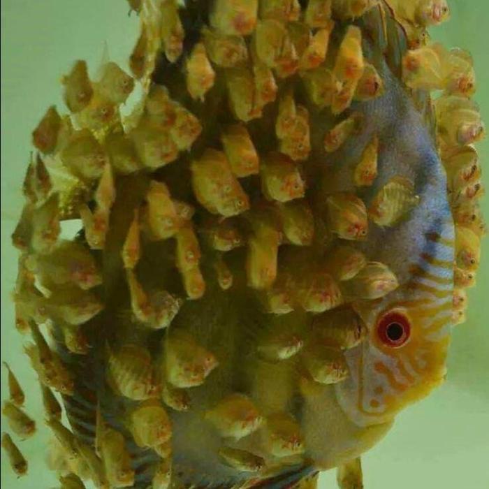 burayak ikan discus 1inch paket promo 10 ekor