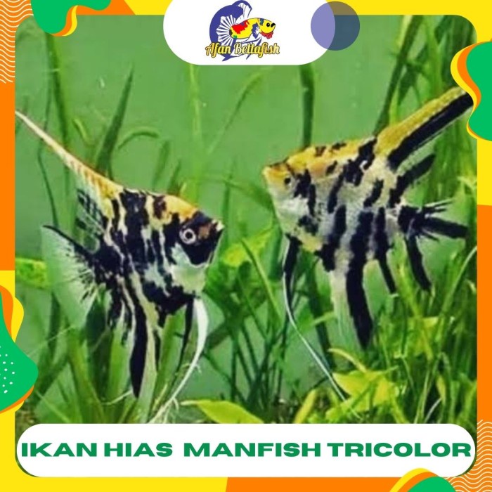 CUCI GUDANG.. IKAN MANFISH PLATINUM / IKAN HIAS AQUASCAPE / IKAN HIAS AIR TAWAR