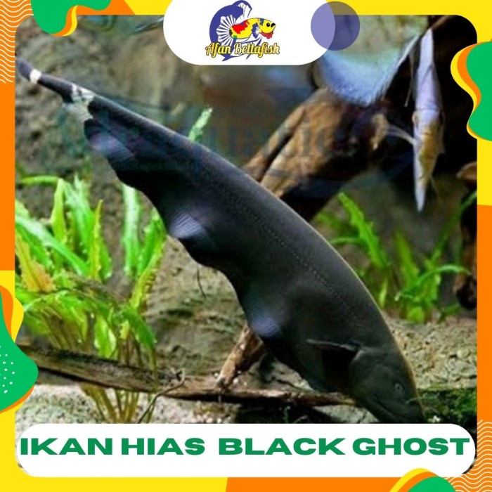 LANGSUNG GAS. BLACK GHOST / IKAN HIAS AIR TAWAR / IKAN HIAS AQUASCAPE