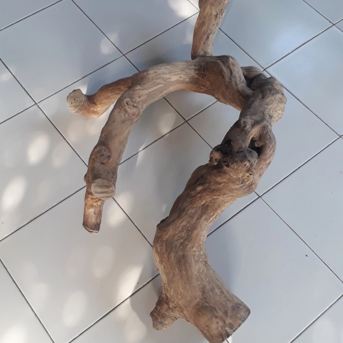 Pet- Tangkringan iguana kadal reptile ukuran jumbo