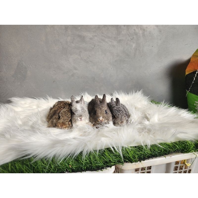 kelinci Netherland Dwarf (ND)