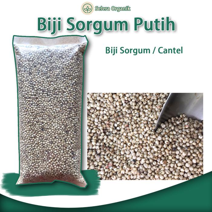 

Biji Sorgum Putih Kemasan 1kg Bisa untuk Bibit atau Ditanam Selera Organik