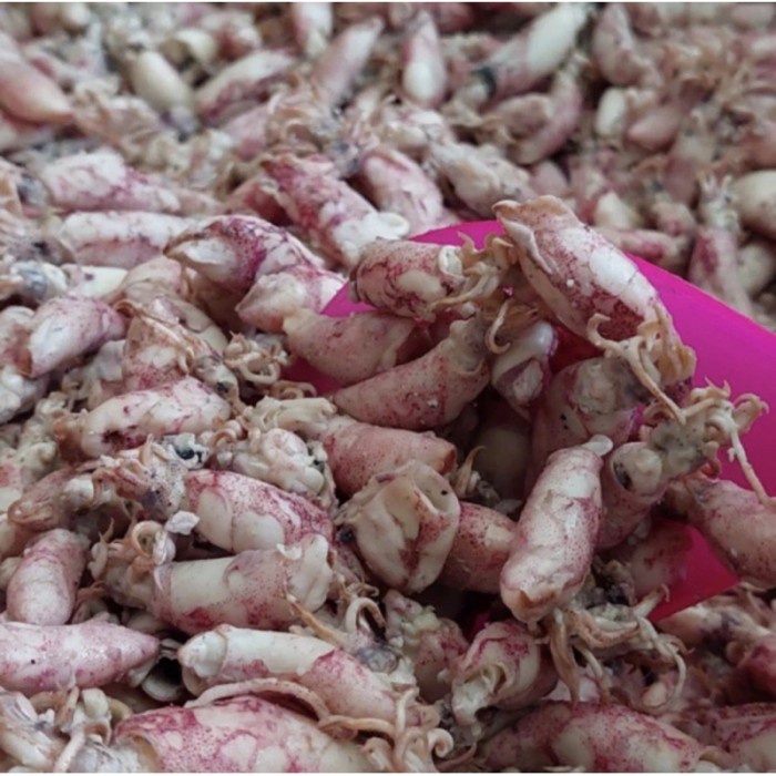 

ikan asin cumi telor kering kemasan 1/2 kg