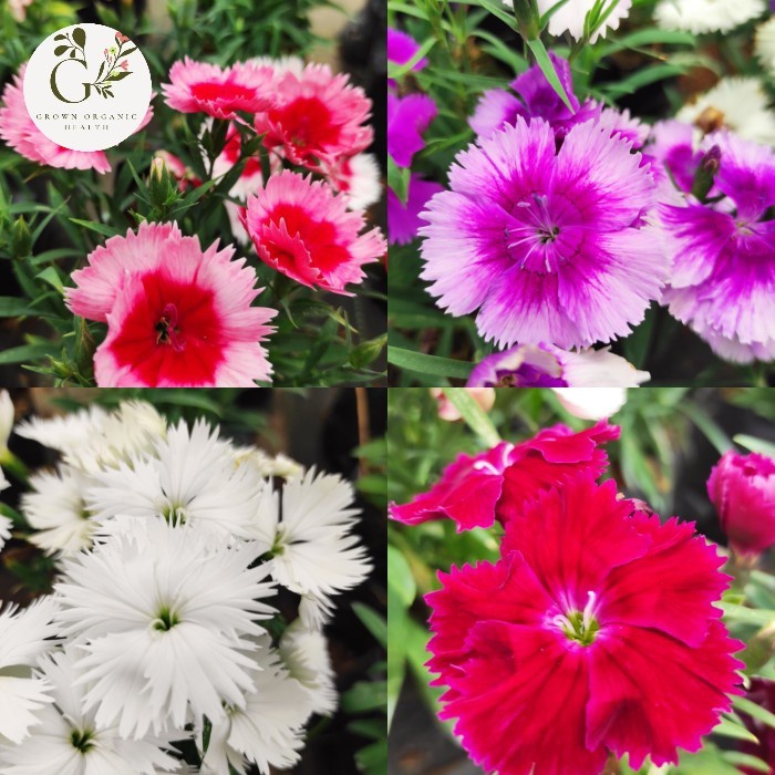 

Paket Edible Flower Dianthus/Anyelir Mix Colors