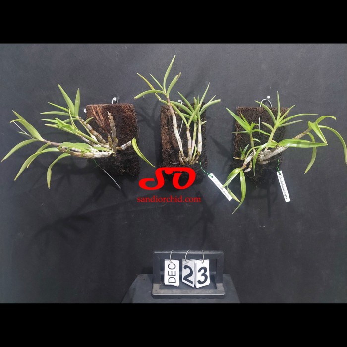 Terlaris- Dendrobium Capra / Anggrek Larat Hijau