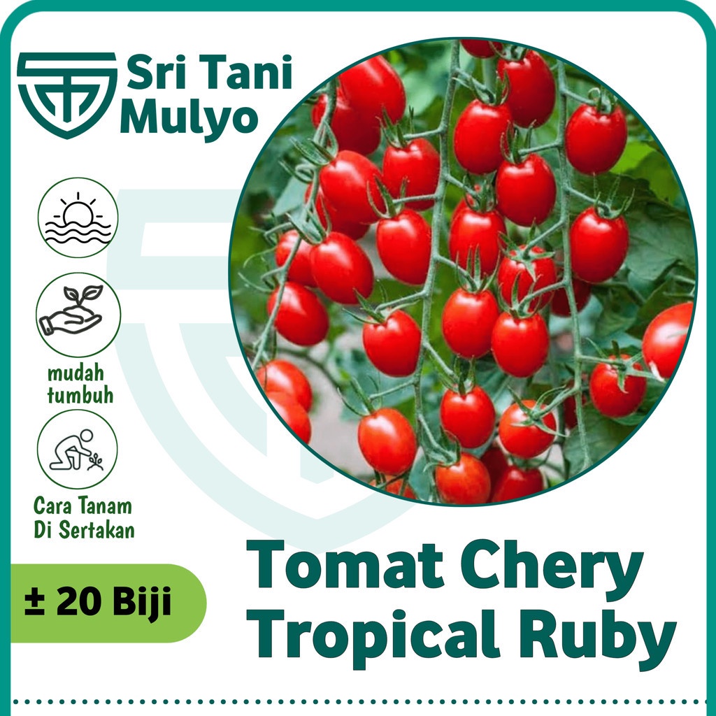 20 BIJI BENIH TOMAT CHERY MERAH TROPICAL RUBY - BIBIT TANAMAN SAYUR SAYURAN TOMAT CERY CERI CHERRY