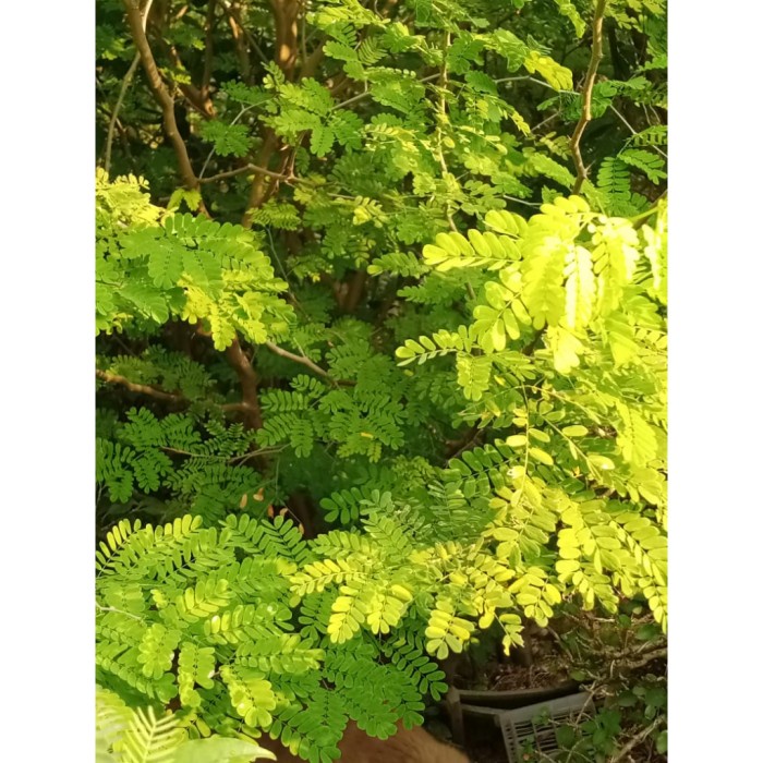 Sale Terbatas Bahan Bonsai Brazilian Rain Tree Cangkok Tekstur Btg Berotot Blimbing Aman