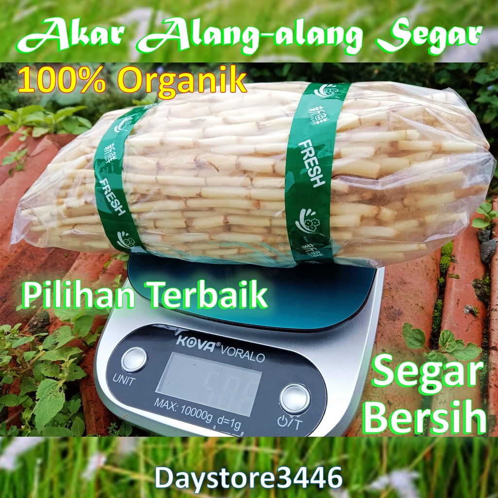 

FRESH Akar Alang Alang Segar Super Fress 500Gram Dari Hutan Ciremai