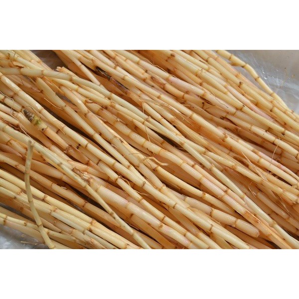 

FRESH akar alang-alang segar