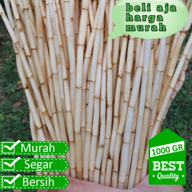 

FRESH akar alang-alang segar 500 gram