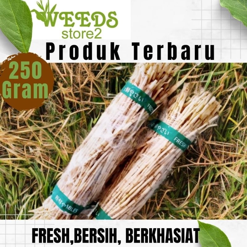 

FRESH Akar Alang Alang segar 250gram alang alang segar murni bersih